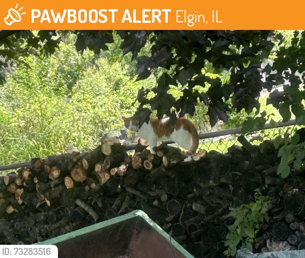 Found/Stray Unknown Cat last seen shales pkwy, Elgin, IL 60120