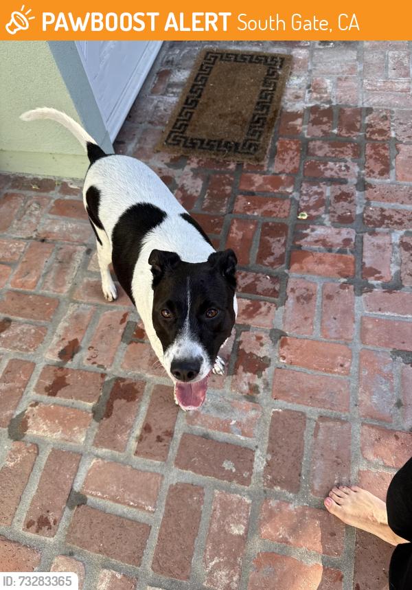 Found/Stray Female Dog last seen Long Beach Blvd and Southern Ave, South Gate, CA 90280