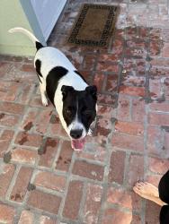 Found/Stray Female Dog last seen Long Beach Blvd and Southern Ave, South Gate, CA 90280
