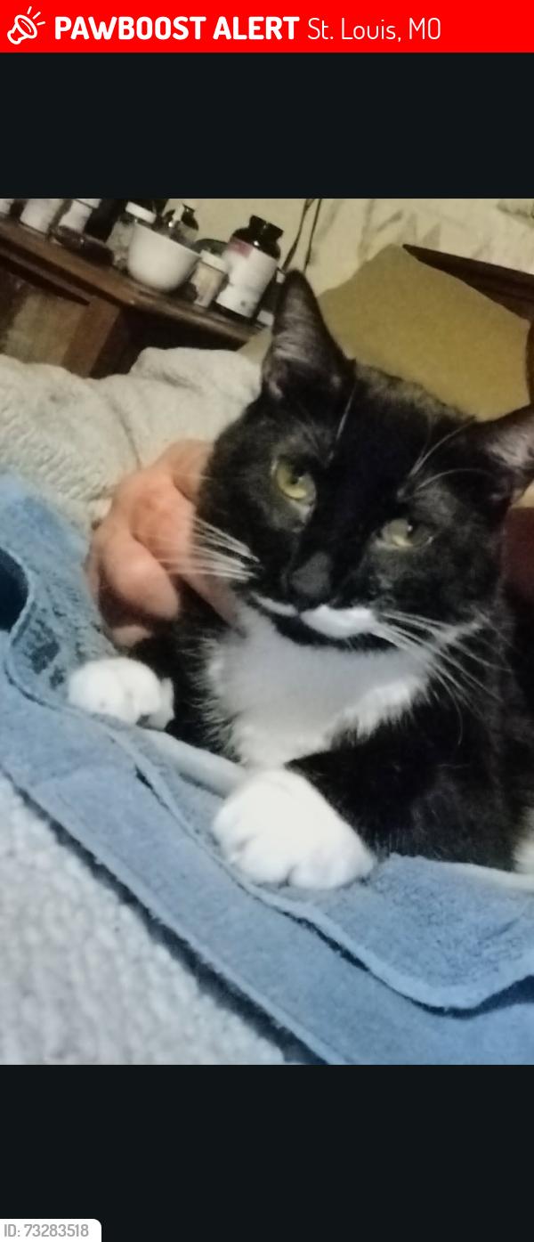 Lost Female Cat last seen Grand Ave, St. Louis, MO 63104