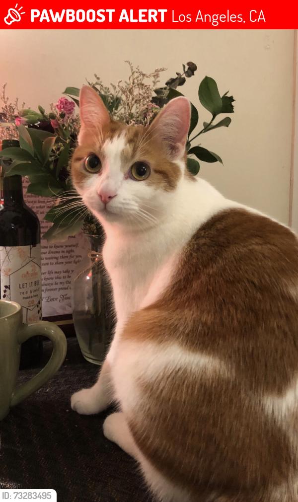 Lost Female Cat last seen Cazador St. & Richardson, Los Angeles, CA 90065