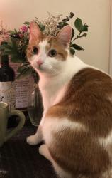 Lost Female Cat last seen Cazador St. & Richardson, Los Angeles, CA 90065