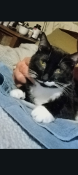 Lost Female Cat last seen Grand Ave, St. Louis, MO 63104