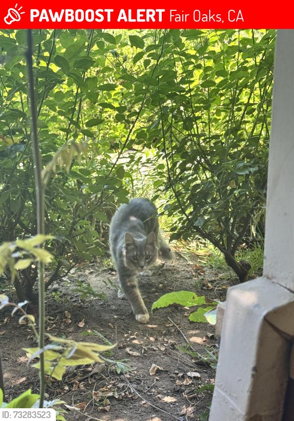 Lost Male Cat last seen magnolia and new york ave, Fair Oaks, CA 95628