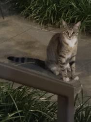 Found/Stray Unknown Cat last seen Courtyard on w court st where Poinsett Bride and To Die for Salon. Comes around 8:50 to 10:00 for about 20 minutes nightly, Greenville, SC 29601