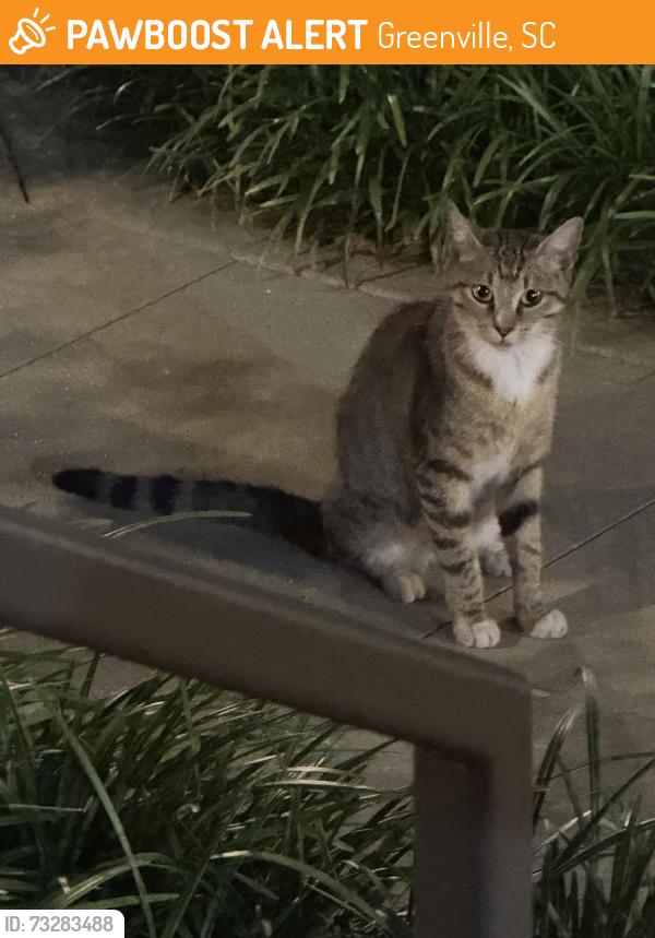 Found/Stray Unknown Cat last seen Courtyard on w court st where Poinsett Bride and To Die for Salon. Comes around 8:50 to 10:00 for about 20 minutes nightly, Greenville, SC 29601
