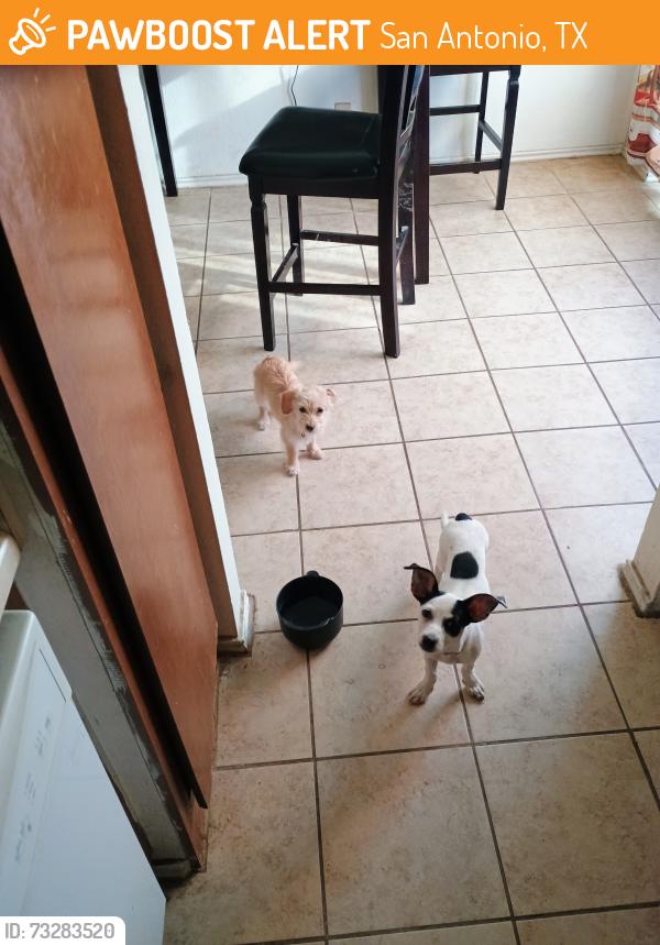 Found/Stray Unknown Dog last seen Meadow range st, San Antonio, TX 78250