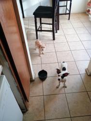 Found/Stray Unknown Dog last seen Meadow range st, San Antonio, TX 78250