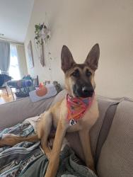 Reunited Male Dog last seen Grand Ave. & Mandela PKWY, Oakland, CA 94607