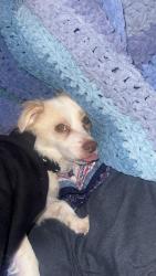 Reunited Male Dog last seen King and Sunset, Clearwater, FL 33755