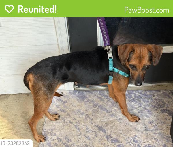 Reunited Female Dog last seen Hamby Rd, Alpharetta, Milton, GA 30004