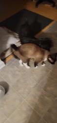 Reunited Male Cat last seen Near Spring Forest Rd, Greenville, NC 27834