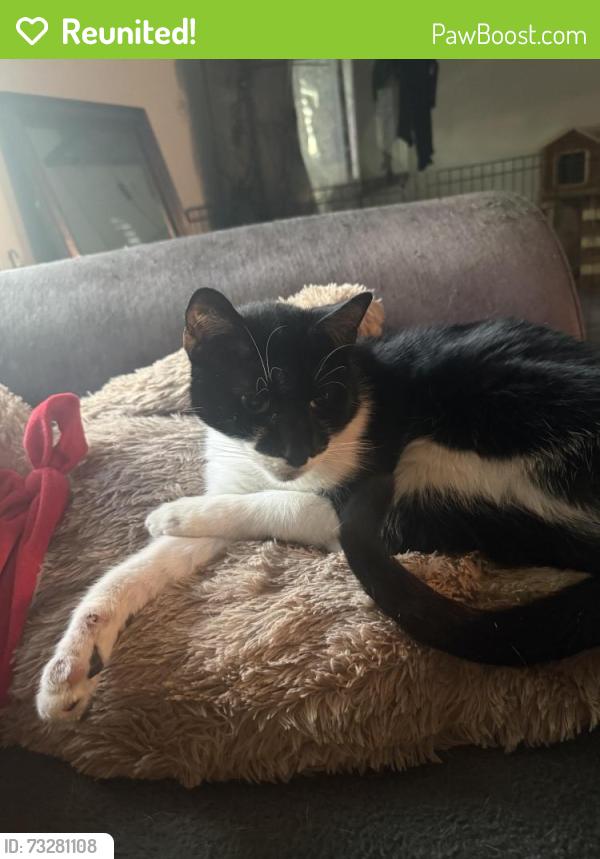 Reunited Male Cat last seen On New Castle Rd, Durham, NC 27704