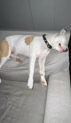 Lost Female Dog last seen Delhi, Cincinnati, OH 45238