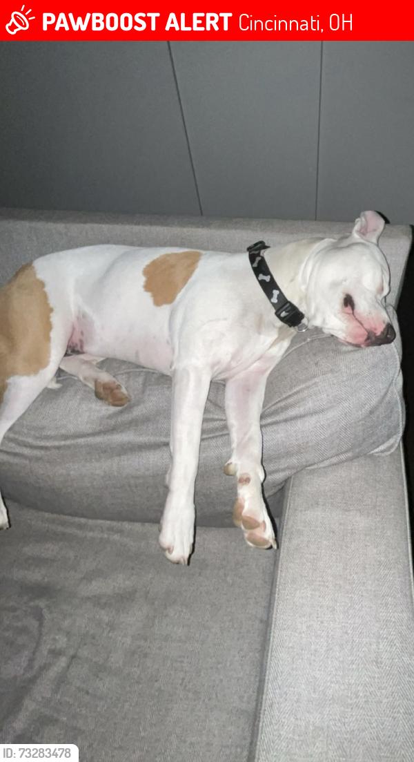 Lost Female Dog last seen Delhi, Cincinnati, OH 45238
