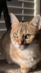 Lost Female Cat last seen Haywood Crossing Dr Greenville SC, Greenville, SC 29607