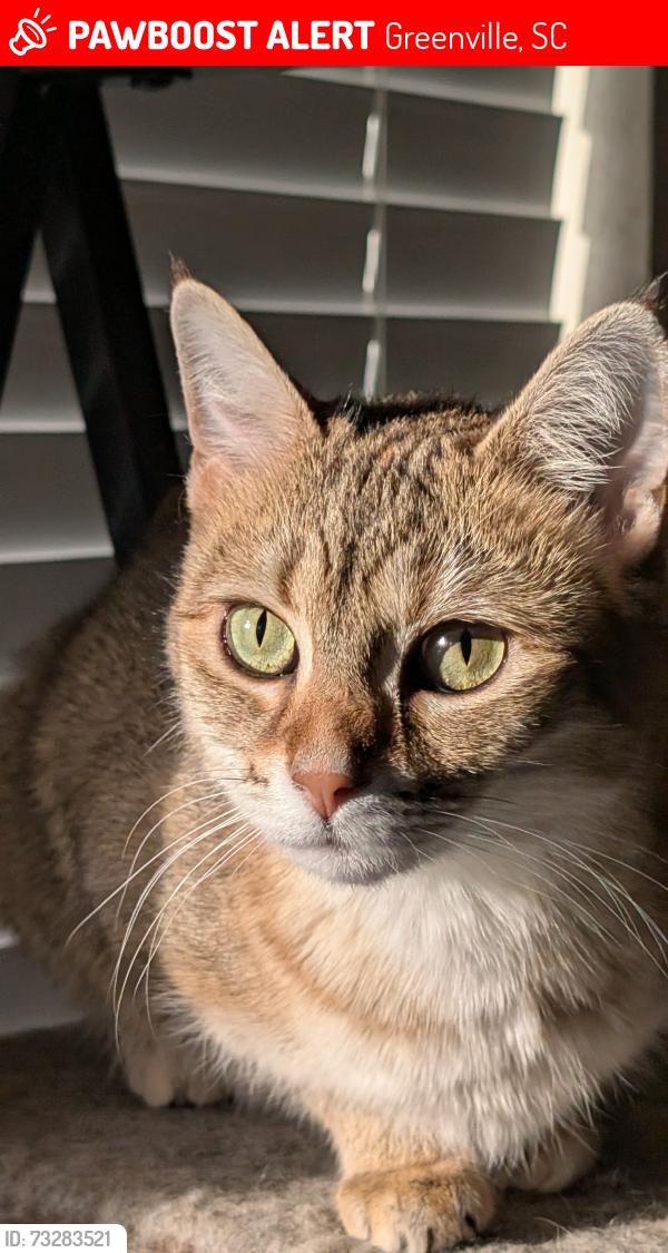 Lost Female Cat last seen Haywood Crossing Dr Greenville SC, Greenville, SC 29607