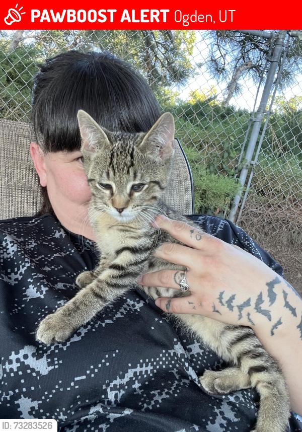 Lost Male Cat last seen 33rd street and orchard Ogden utah, Ogden, UT 84403