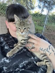 Lost Male Cat last seen 33rd street and orchard Ogden utah, Ogden, UT 84403