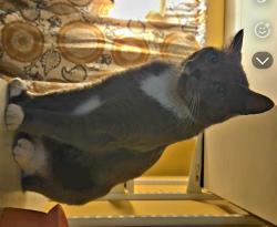 Reunited Male Cat last seen Sunburst terrace nw, Salem, OR 97304