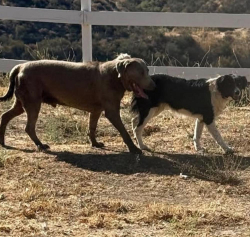 Found/Stray Unknown Dog last seen Sierra Hwy and Mint Canyon Dogs Agua, Agua Dulce, CA 91390