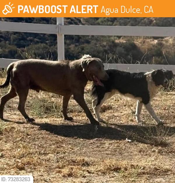 Found/Stray Unknown Dog last seen Sierra Hwy and Mint Canyon Dogs Agua, Agua Dulce, CA 91390
