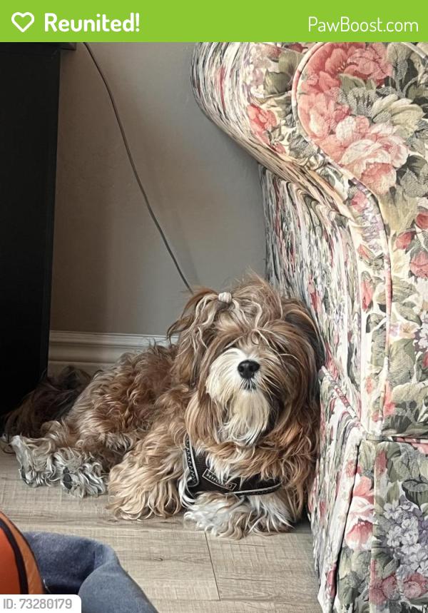 Reunited Male Dog last seen Saratoga Creek Park Fitness Circuit, San Jose, CA 95129, USA, San Jose, CA 95129
