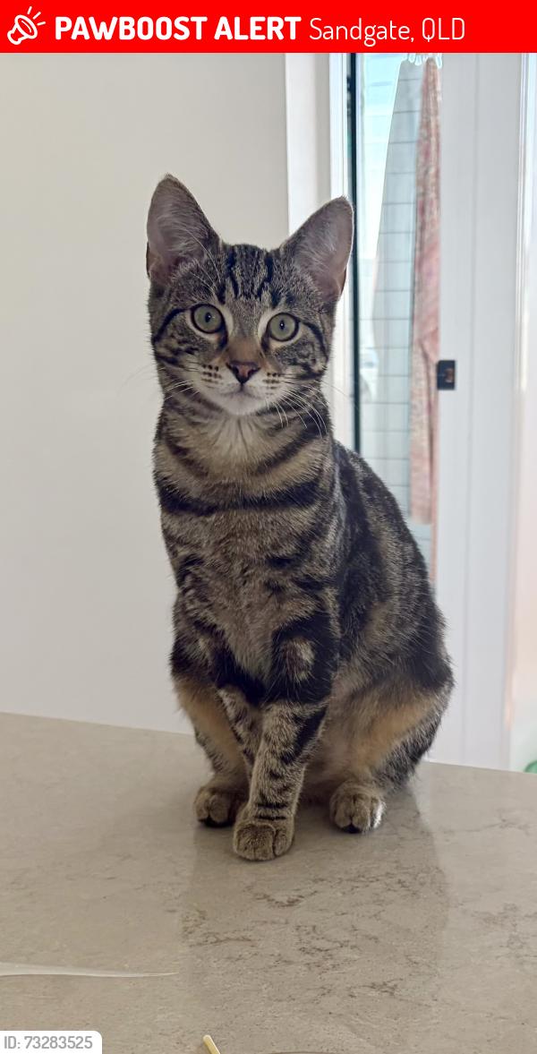 Lost Female Cat last seen Lost from Clayton Street Sandgate between 9th and 10th Avenue, Sandgate, QLD 4017