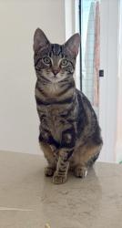 Lost Female Cat last seen Lost from Clayton Street Sandgate between 9th and 10th Avenue, Sandgate, QLD 4017