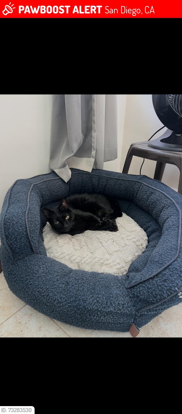 Lost Male Cat last seen Tooley Street and Fulmar Street, San Diego, CA 92114