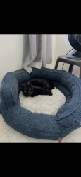 Lost Male Cat last seen Tooley Street and Fulmar Street, San Diego, CA 92114