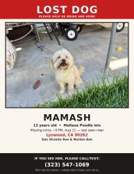 Lost Female Dog last seen Abbott rd and San Vincente Ave., Lynwood, CA 90262