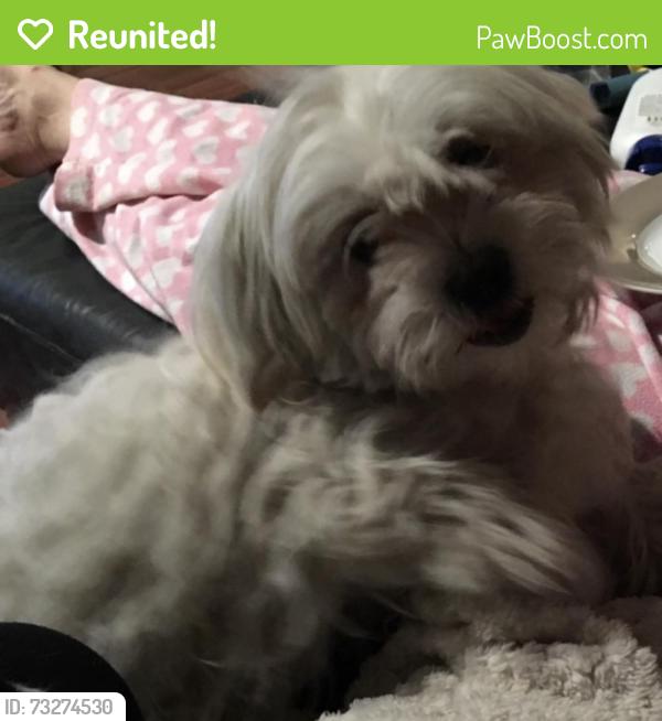 Reunited Female Dog last seen Lindquist Cres or Norfolk Drive, Burpengary East, QLD 4505