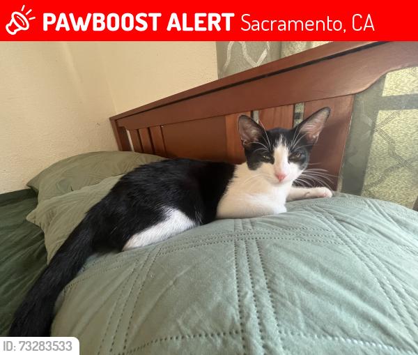 Lost Male Cat last seen Del paso heights elementary school, Sacramento, CA 95838