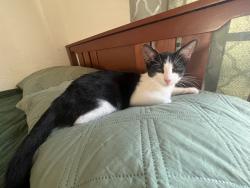 Lost Male Cat last seen Del paso heights elementary school, Sacramento, CA 95838