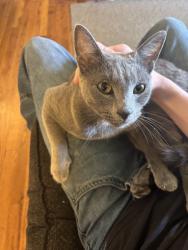 Found/Stray Unknown Cat last seen Kirby St & First, McMinnville, OR 97128