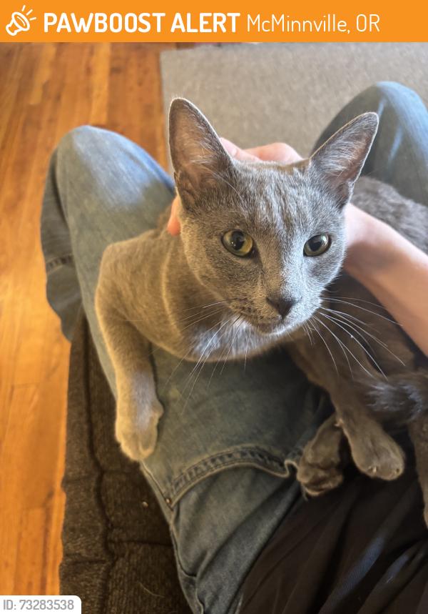 Found/Stray Unknown Cat last seen Kirby St & First, McMinnville, OR 97128