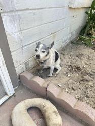 Lost Male Dog last seen White Lane area, Bakersfield, CA 93307