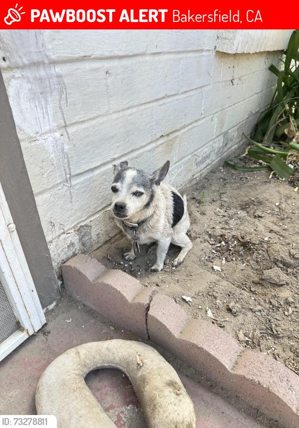Lost Male Dog last seen White Lane area, Bakersfield, CA 93307