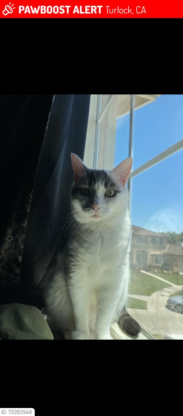 Lost Female Cat last seen She hopped a fence and was gone, Turlock, CA 95382
