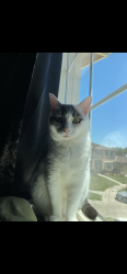 Lost Female Cat last seen She hopped a fence and was gone, Turlock, CA 95382