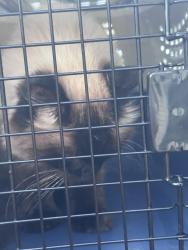 Reunited Male Cat last seen Jefferson and main ave warwick ri, Warwick, RI 02886