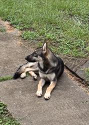 Found/Stray Female Dog last seen Kennedy, Porter, TX 77365