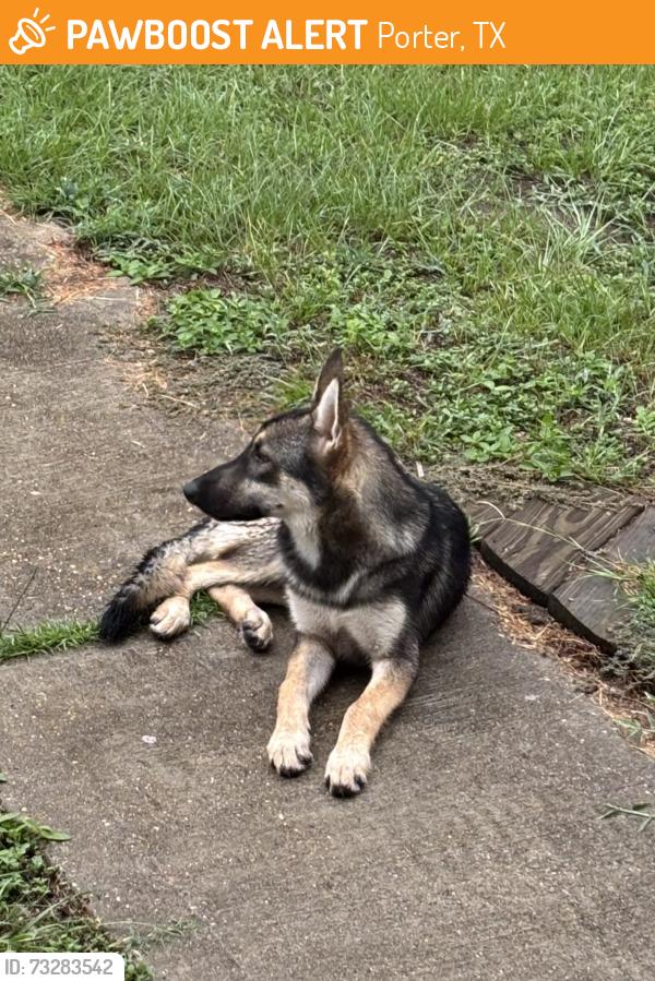 Found/Stray Female Dog last seen Kennedy, Porter, TX 77365