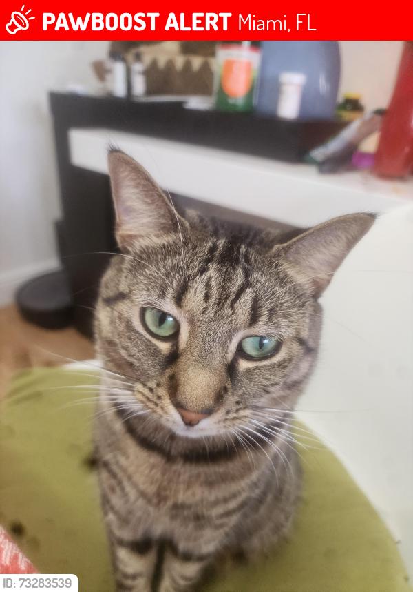 Lost Female Cat last seen Near sw 66 st miami fl 33183, Miami, FL 33183