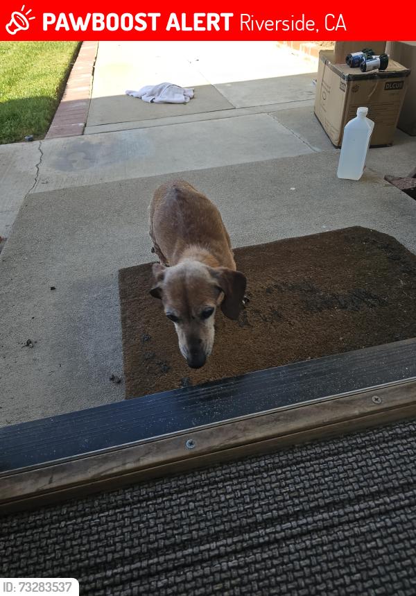 Lost Female Dog last seen Chickasaw Pass, Riverside, CA 92503
