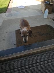 Lost Female Dog last seen Chickasaw Pass, Riverside, CA 92503