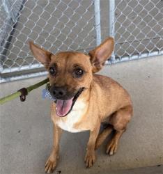 Shelter Stray Female Dog last seen Near BLOCK GOODMAN ST, BAKERSFIELD CA 93305, 3951 Fruitvale Ave, Bakersfield, CA 93308, USA