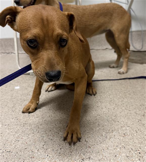 Shelter Stray Male Dog last seen Near BLOCK GOODMAN ST, BAKERSFIELD CA 93305, 3951 Fruitvale Ave, Bakersfield, CA 93308, USA