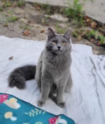 Found/Stray Unknown Cat last seen Bell Hill, Worcester, MA 01605